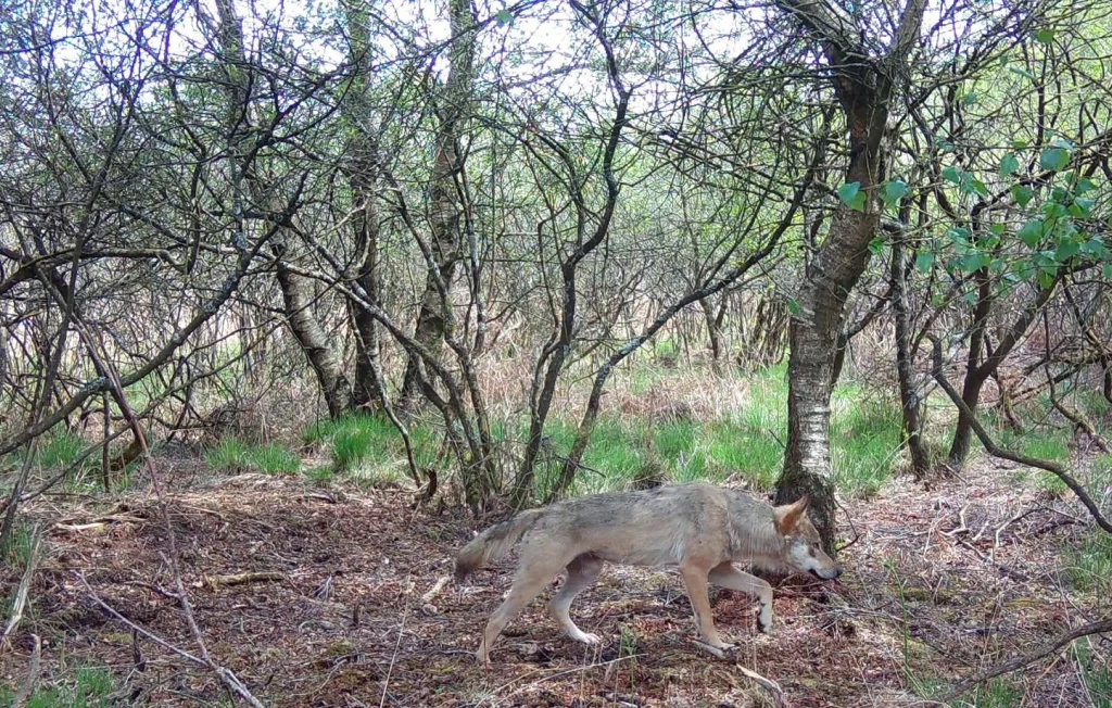 Un photographe amateur capture un loup nageur en Bretagne