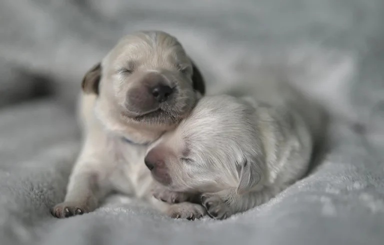 Une chienne sauve son chiot en Turquie : une scène émouvante