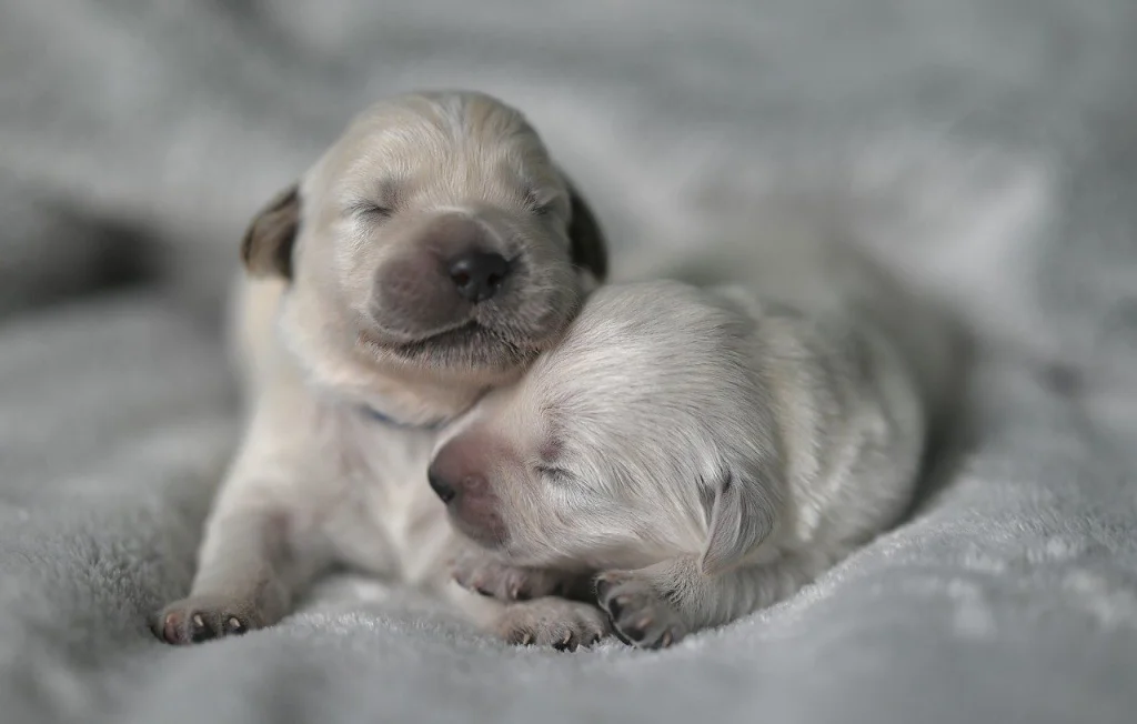 Une chienne sauve son chiot en Turquie : une scène émouvante