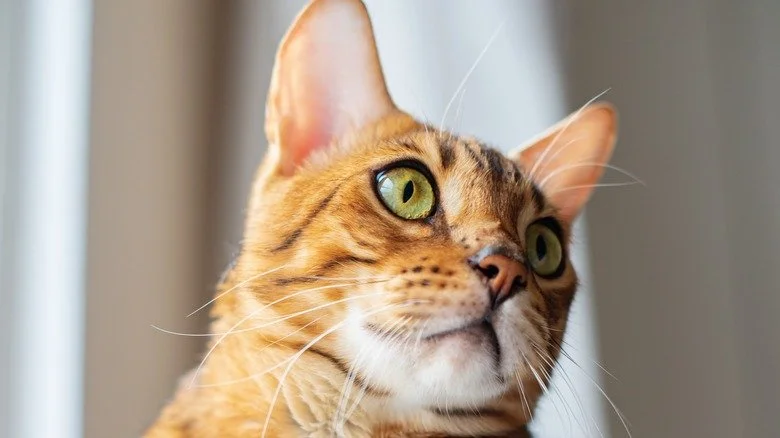 Chat regardant de côté