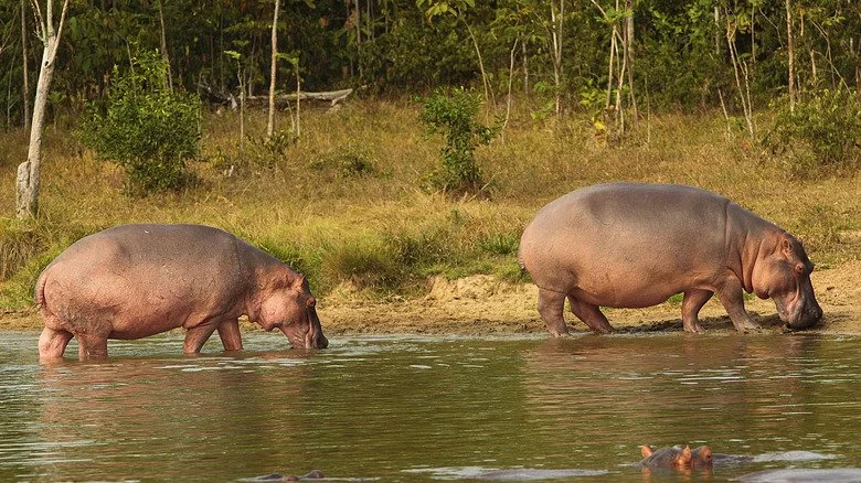 Hippopotames marchant