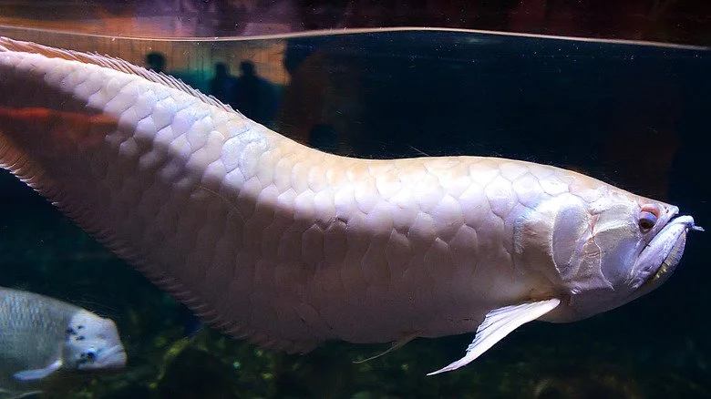 Poisson-dragon albinos asiatique nageant