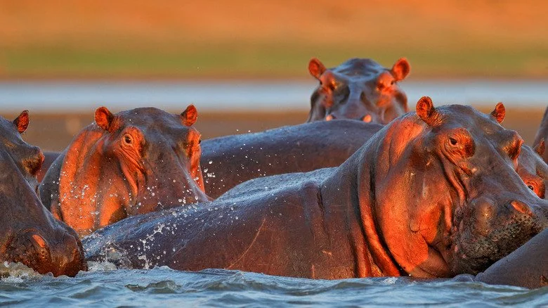 Hippopotames au coucher du soleil