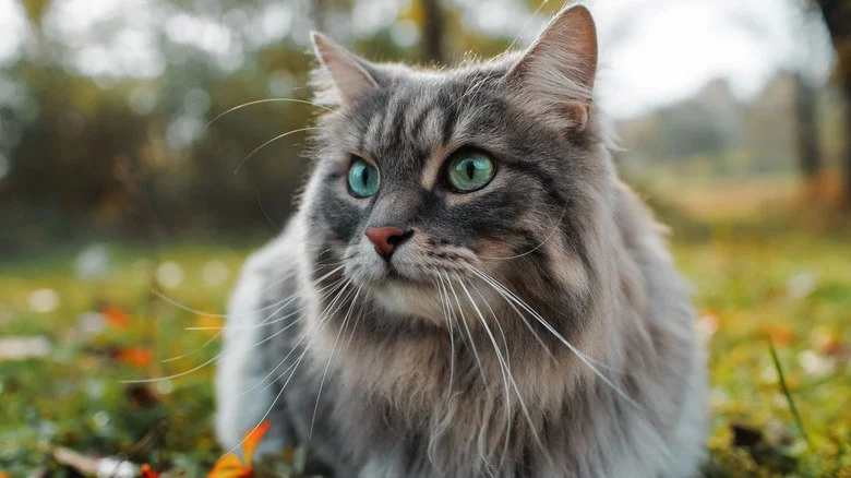 Chat Maine Coon