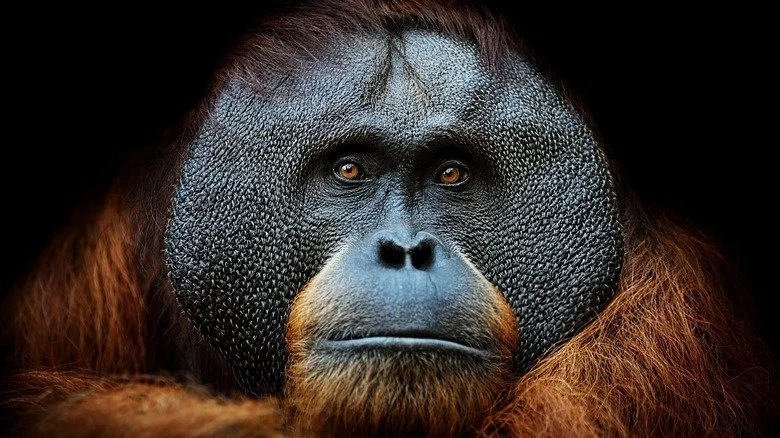 An orangutan looking ahead