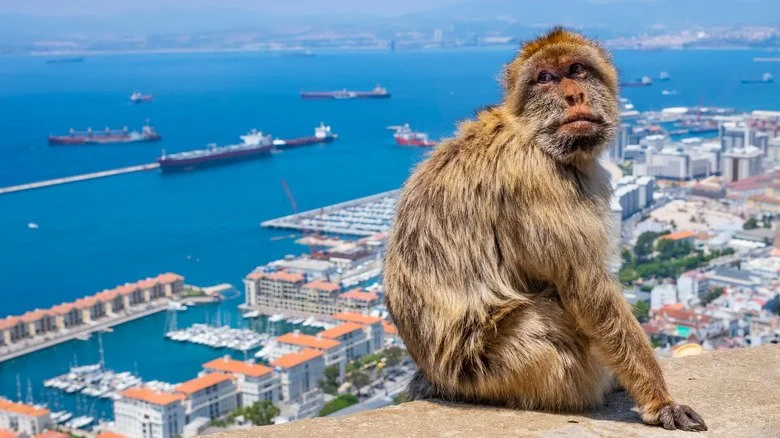 Macaque de Barbarie dans une ville au bord de l'océan