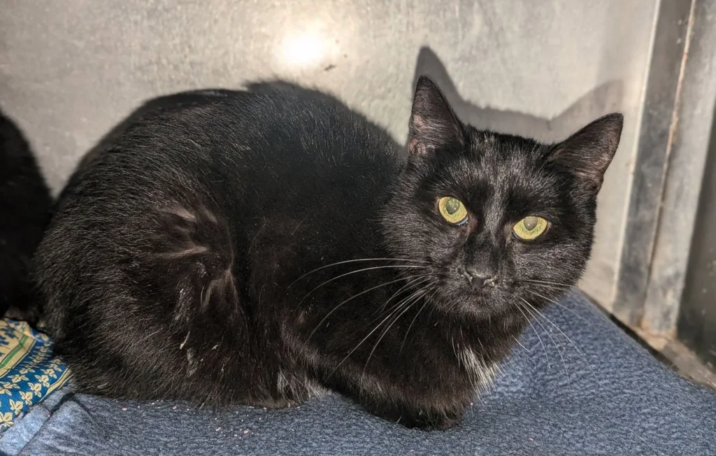 200 Chats Maltraités Découverts dans une Association du Val-de-Marne