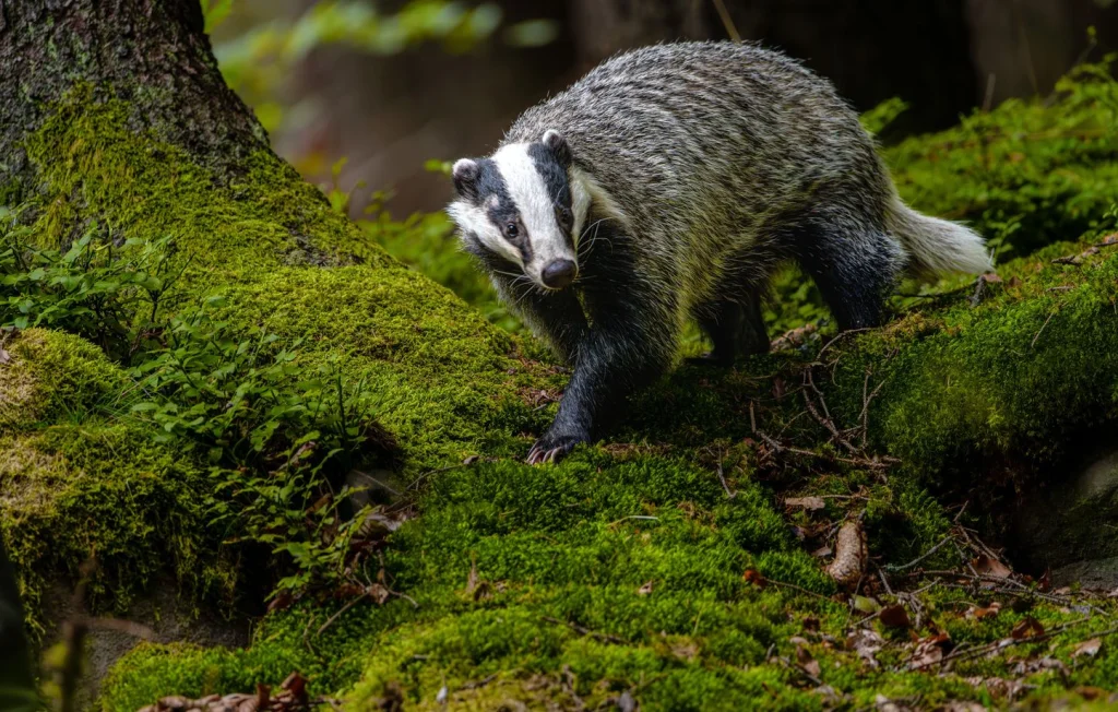 5 faits fascinants sur les blaireaux à découvrir