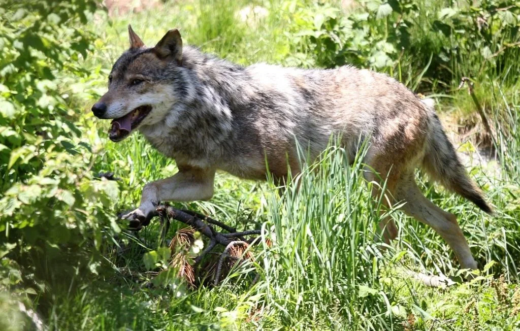 Alerte en Bretagne : plusieurs observations de loups confirmées