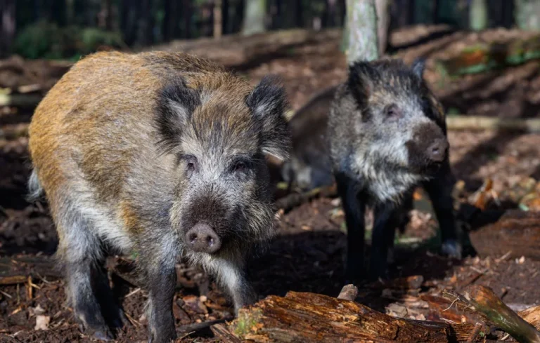 Attaque de sanglier en Aveyron : un couple porte plainte contre des chasseurs