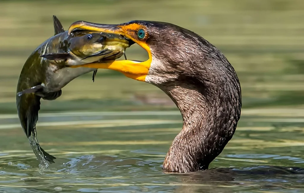 Chasse des cormorans : un arrêté controversé en France