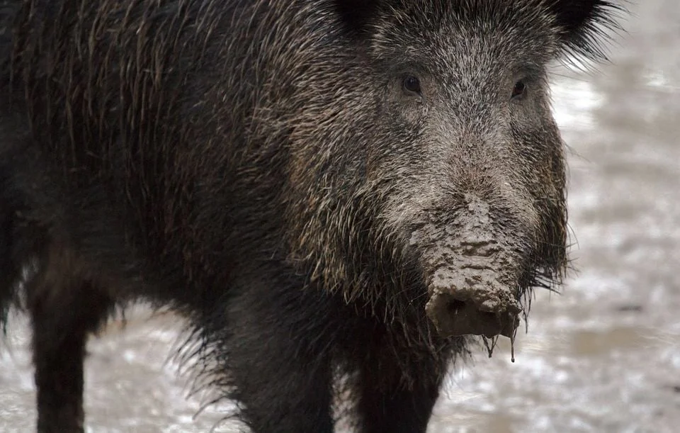 Couple attaqué par un sanglier en Aveyron, plainte contre chasseurs