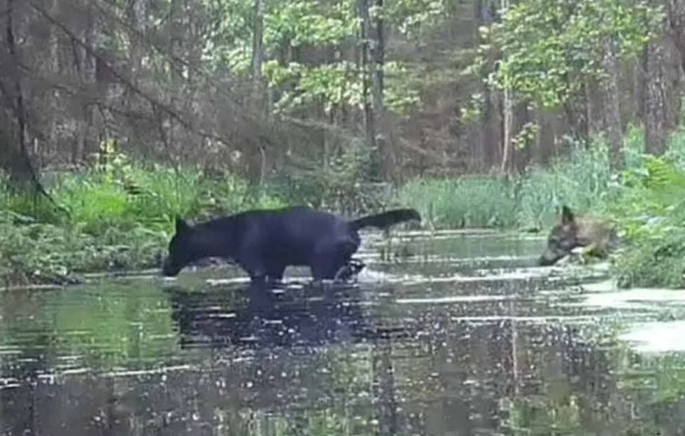 Des Loups Noirs Rares Observés en Pologne : Une Découverte Étonnante
