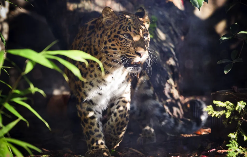 Deux panthères de cirque arrivent au parc animalier en Bretagne