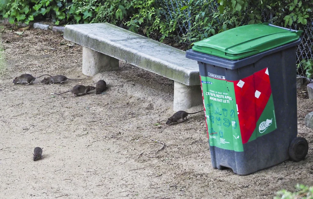 Explosion du nombre de rats : une alerte pour les villes
