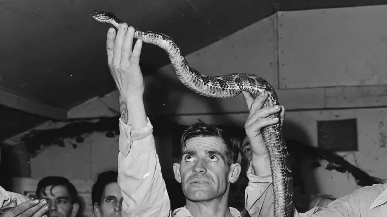 L&rsquo;Histoire des Pratiques de Manipulation de Serpents dans la Religion