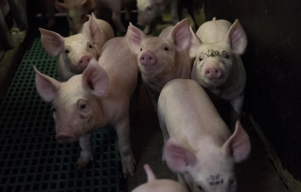 L214 porte plainte contre Lidl pour maltraitance animale