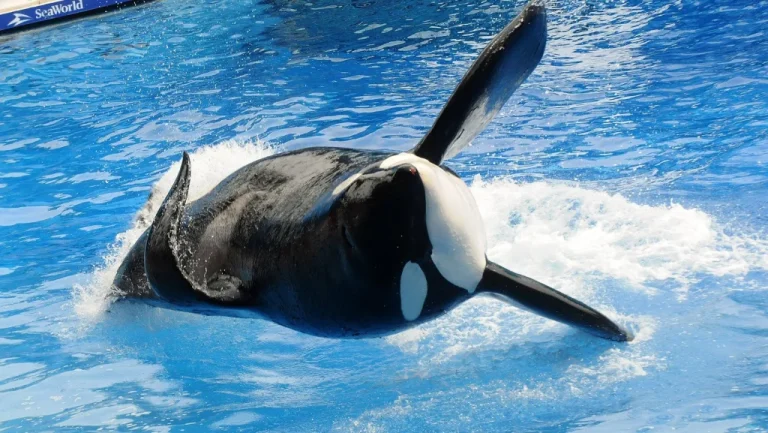 La Tragédie de Dawn Brancheau, Entraîneuse de SeaWorld