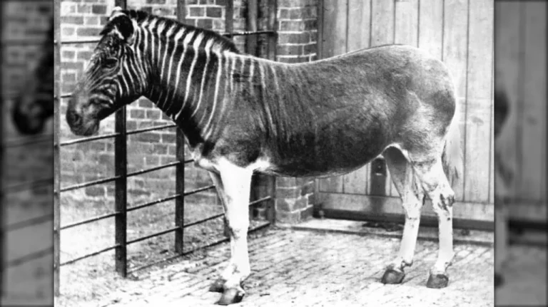 La Tragédie de l&rsquo;Extinction du Quagga en Afrique du Sud