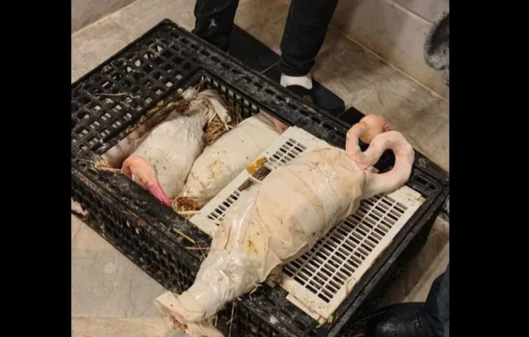 La douane tunisienne sauve dix flamants roses de la contrebande