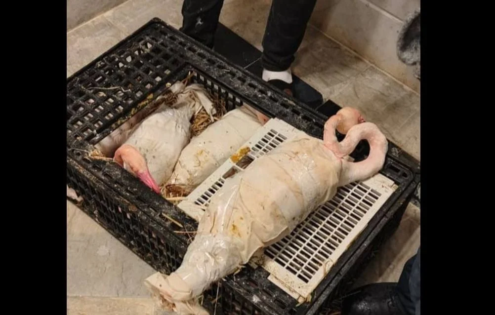 La douane tunisienne sauve dix flamants roses de la contrebande