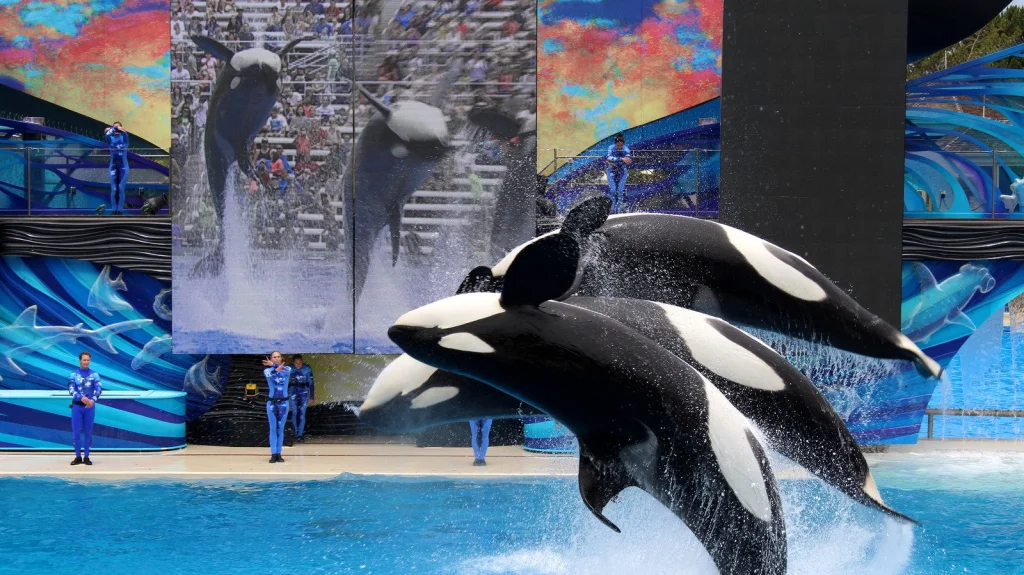 La sombre vérité des spectacles d'orques à SeaWorld