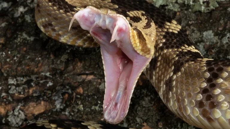 La véritable valeur du venin de serpent : plus précieux que l&rsquo;or