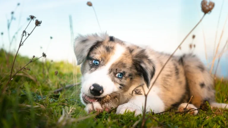 La vérité sur les puppy mills amish aux États-Unis