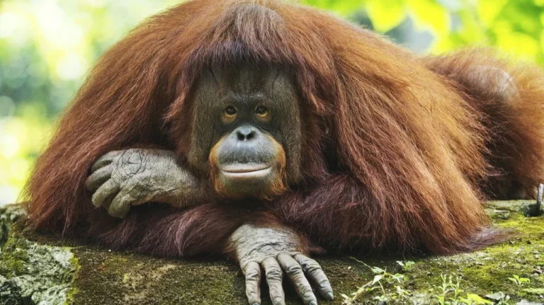 Les Théories de l&rsquo;Extinction du Plus Grand Simiens