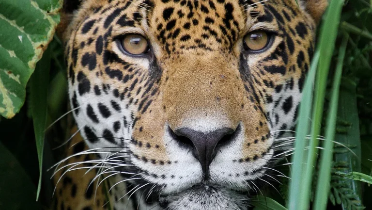 Les animaux les plus dangereux d&rsquo;Amérique : un péril insoupçonné
