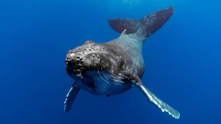 Les baleines à bosse pourraient être altruistes : une découverte étonnante