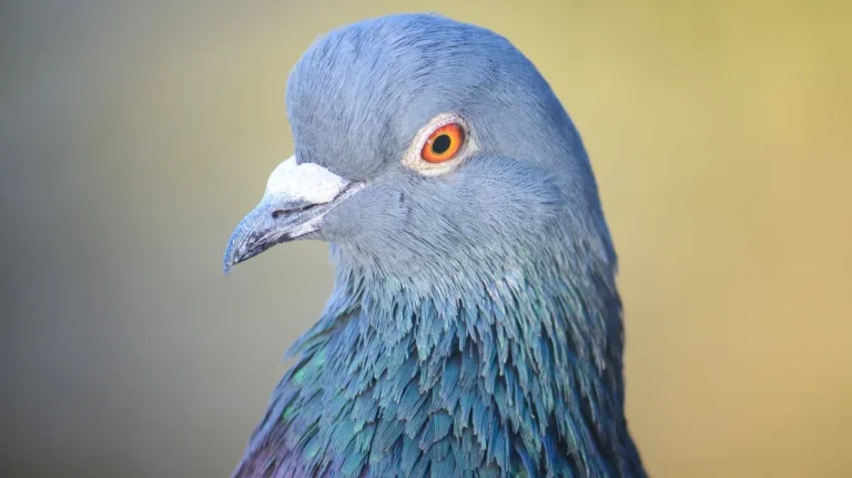Les bombes guidées par des pigeons de la Seconde Guerre mondiale
