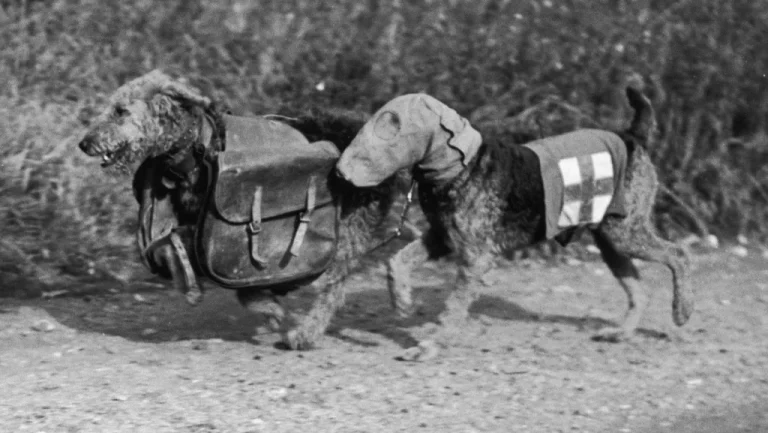 Les chiens anti-char : une guerre inédite en Russie