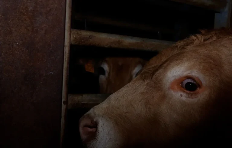 Maltraitance animale : enquête choc sur un abattoir du Rhône