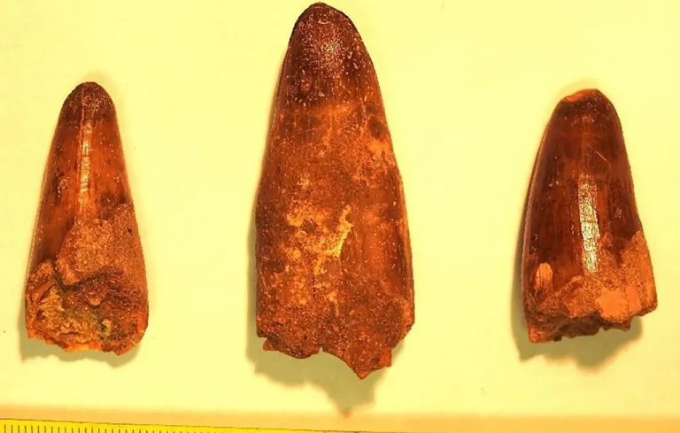 Menton : Saisie de dents de dinosaure par les douaniers