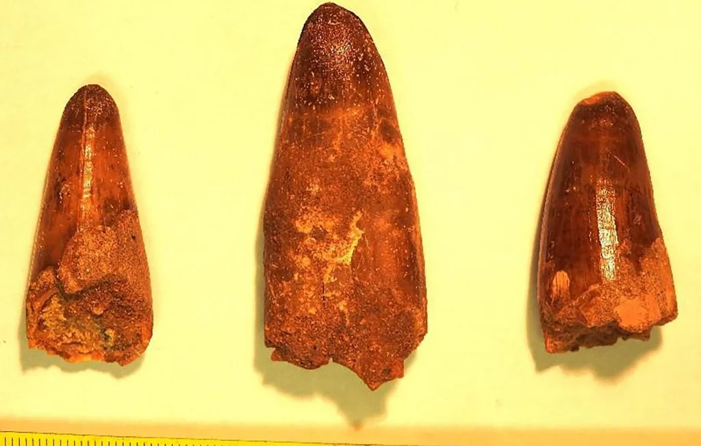 Menton : Saisie de dents de dinosaure par les douaniers