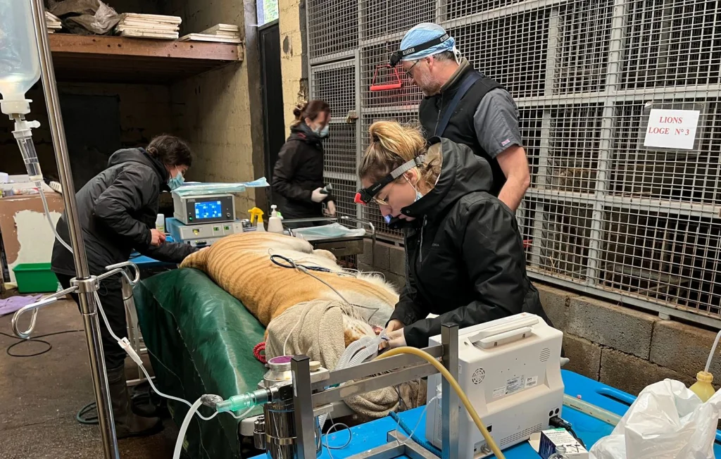 Opérations réussies pour une lionne et une tigresse en Bretagne