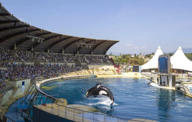 Orques du Marineland : Un sanctuaire maritime européen proposé