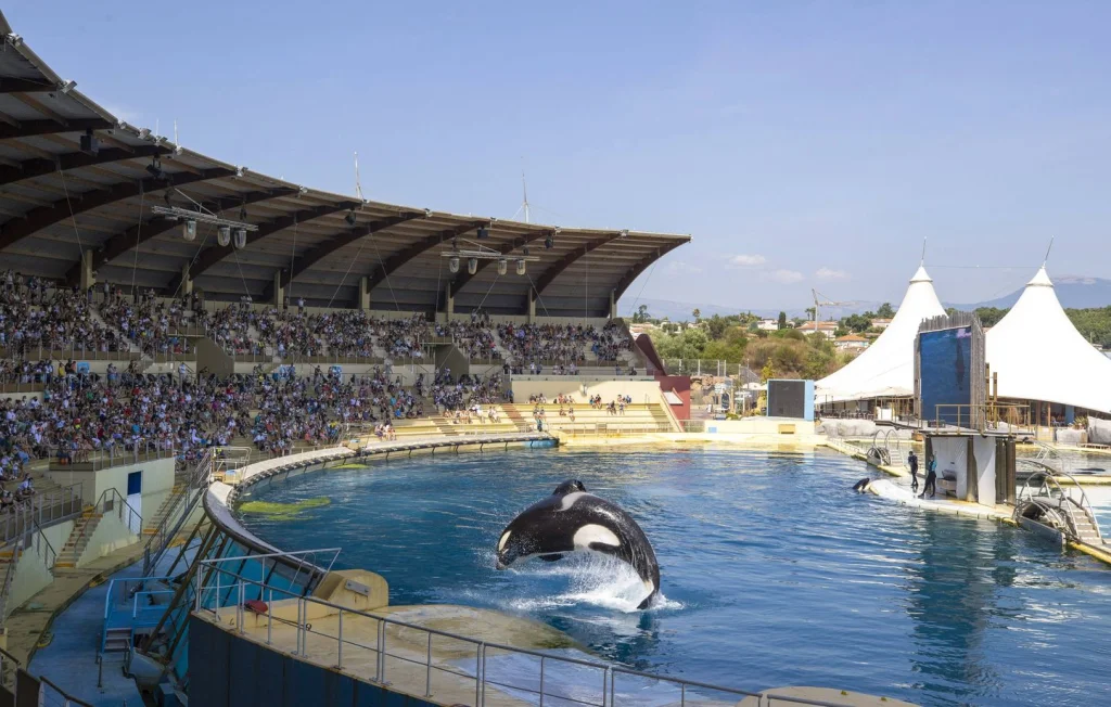 Orques du Marineland : Un sanctuaire maritime européen proposé