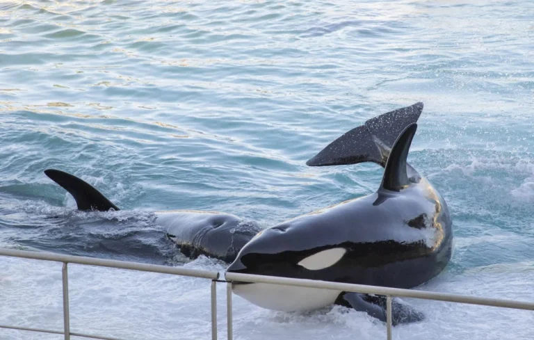 Planète Sauvage : Les militants en lutte contre le delphinarium