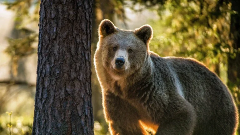 Pourquoi l&rsquo;ours atlas a disparu : un avertissement pour l&rsquo;humanité