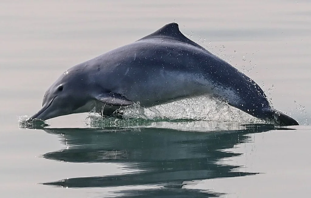 Réouverture de la pêche dans le golfe de Gascogne : Impact sur les dauphins