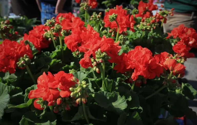 Saint-Valentin : Fleurs contaminées par des pesticides dangereux