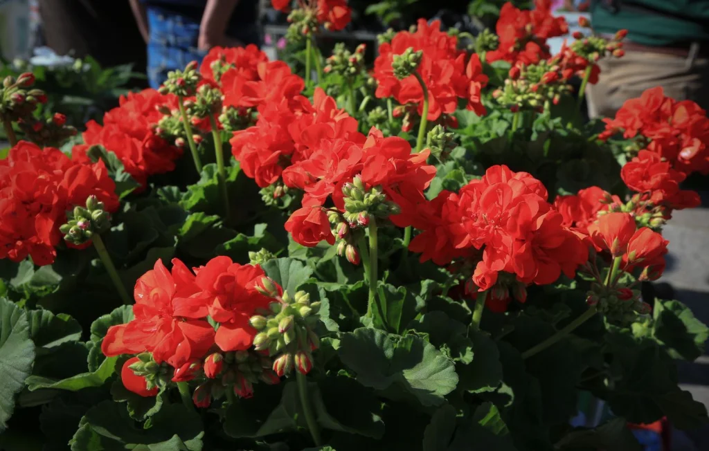 Saint-Valentin : Fleurs contaminées par des pesticides dangereux