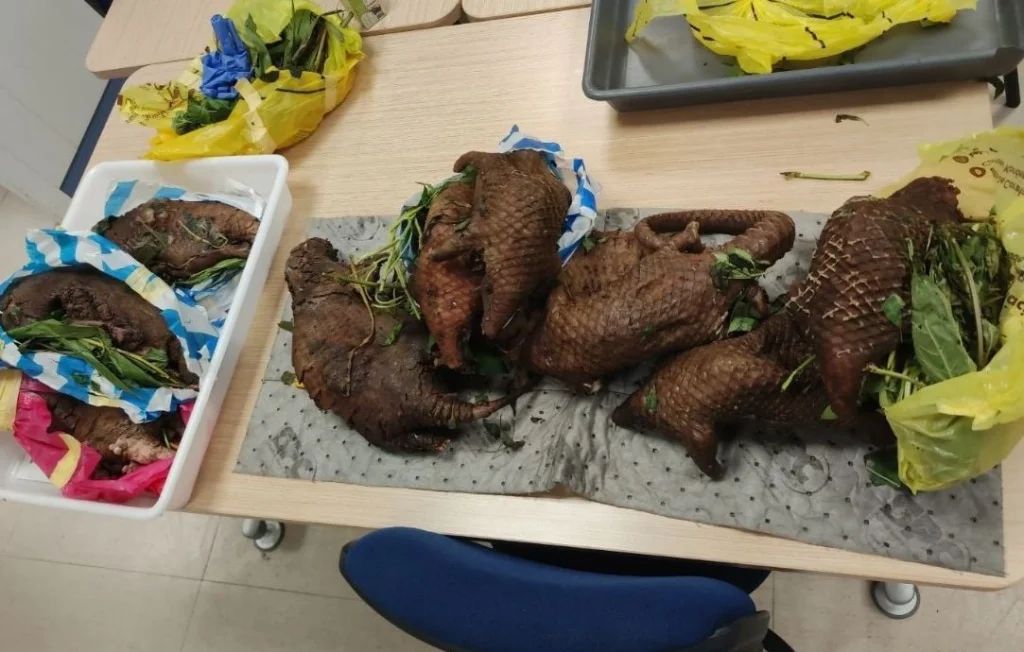 Saisie de 16 kg de pangolins à l'aéroport de Bordeaux