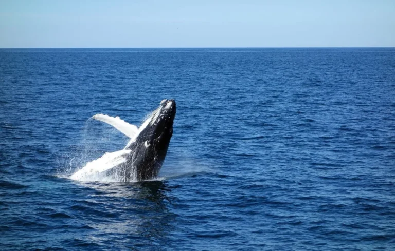 Secours d&rsquo;une baleine à bosse en Pologne : sauvetage exceptionnel