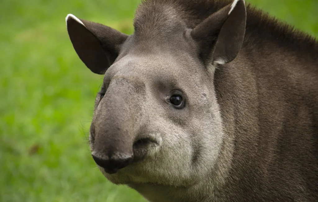Tout savoir sur les tapirs : curiosités et habitats