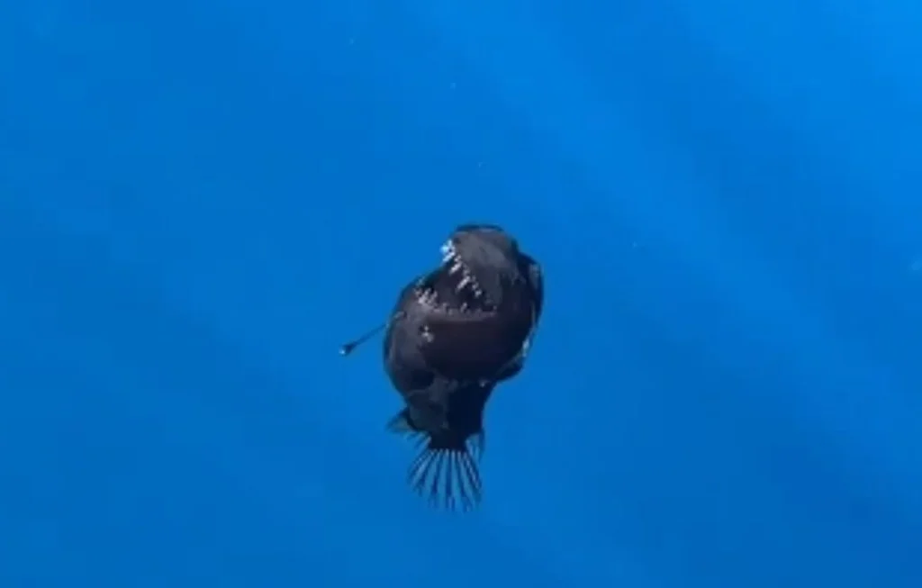 Un Poisson des Abysses Terrifiant Observé à Tenerife