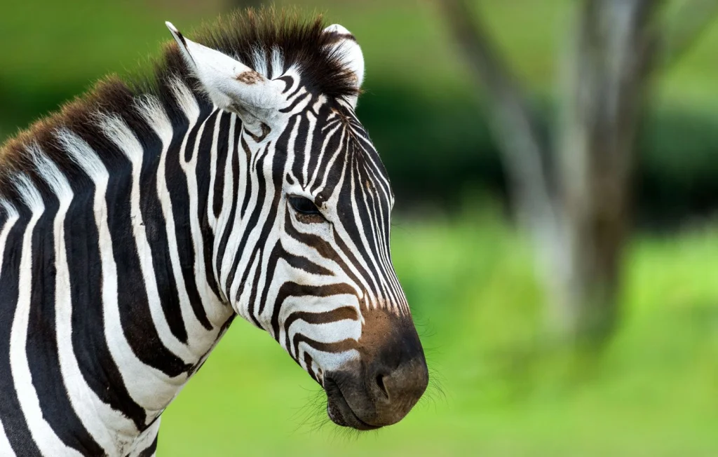 Un zoo en Chine peint des ânes pour les faire passer pour des zèbres