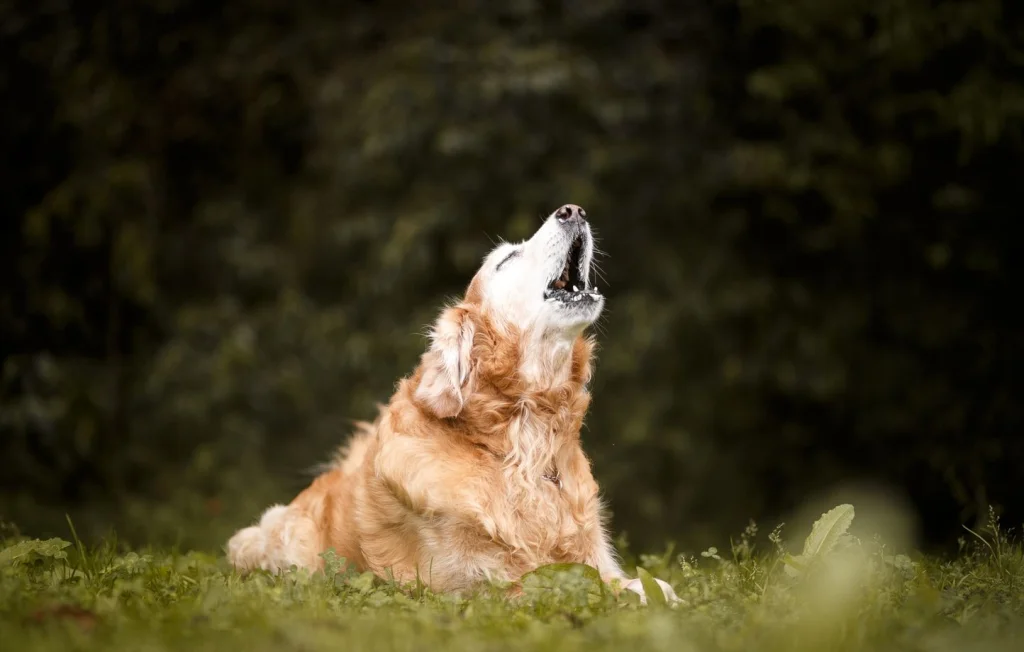 Une centaine d'animaux maltraités découverts en Loire-Atlantique